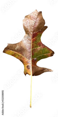 Golden Autumn Leaf