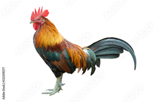 Fényképezés Gamecock rooster isolated