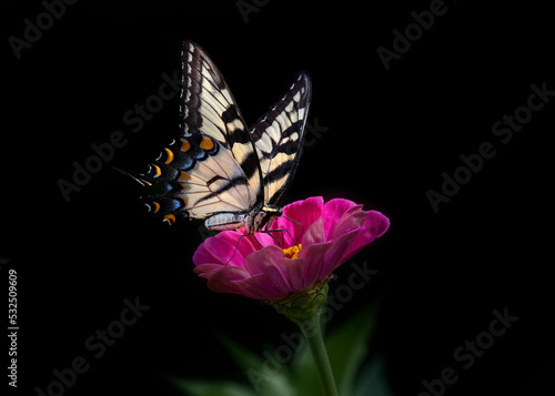 Canvas Print tiger swallowtail butterfly on zinnia