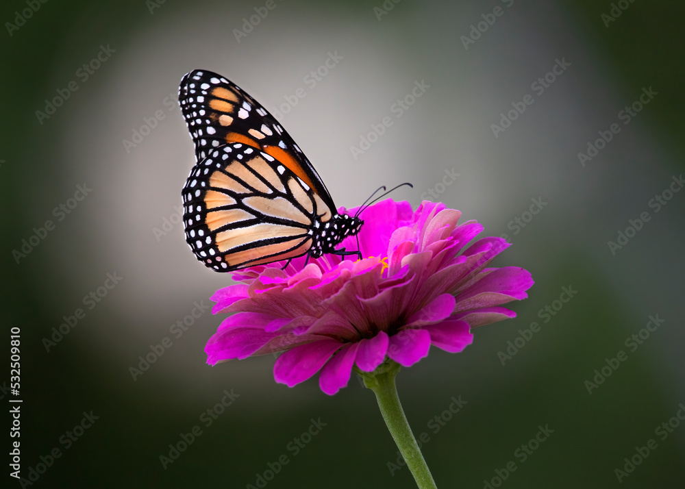 monarch butterfly on zinnia monarch butterfly on zinnia