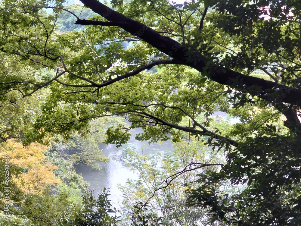 Fototapeta premium a river with many green