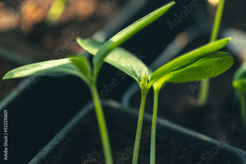 Wallpaper Mural paprika seedlings in black pots Torontodigital.ca