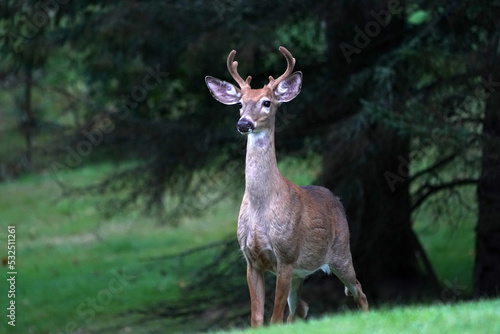 white tail deer portrait near the houses in new york state county countryside