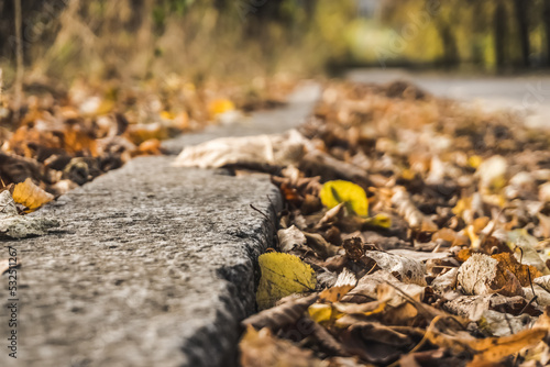 Colorful yellow autumn foliage on the side of the road near the curb in close-up, warm atmosphere, with a blurred background