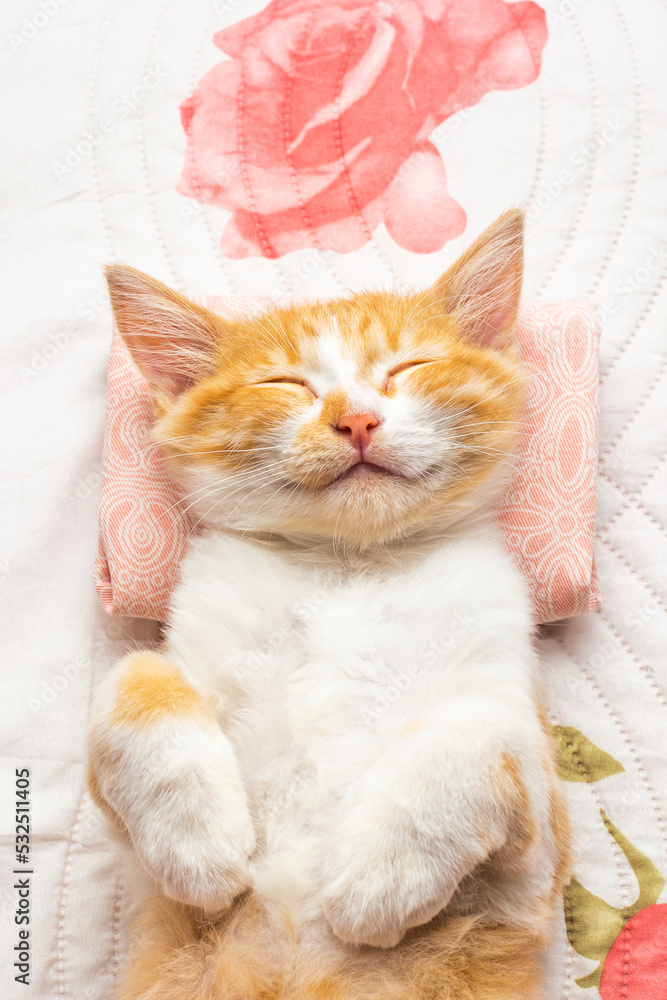 A small kitten sleeps on her back on a white blanket and pillow. Comfortable rest and sleep A small kitten sleeps on her back on a white blanket and pillow. Comfortable rest and sleep