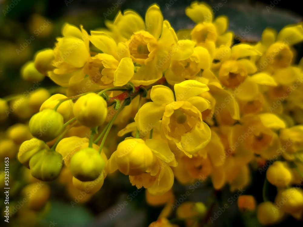 yellow flowers yellow flowers