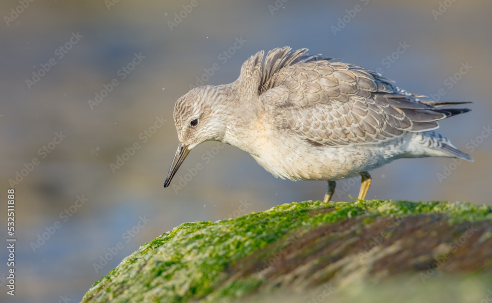 Fototapeta premium Red Knot - on the autumn migration way at a seashore