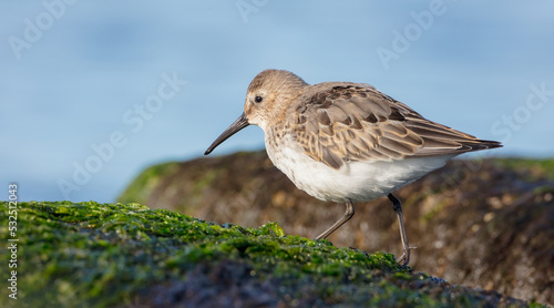 Dunlin - young bird at a seashore on the autumn migration way