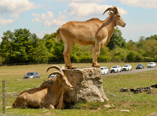 Mountain goats in Toronto zoo 