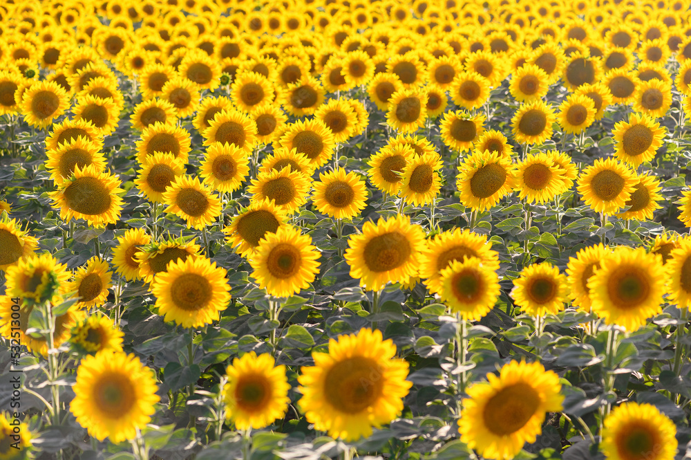 Beautiful sunflowers in the field natural background, Sunflower blooming Beautiful sunflowers in the field natural background, Sunflower blooming