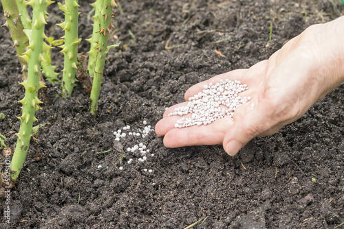 On the palm of a woman's hand, mineral-phosphorus fertilizer in the form of granules for autumn feeding of roses.