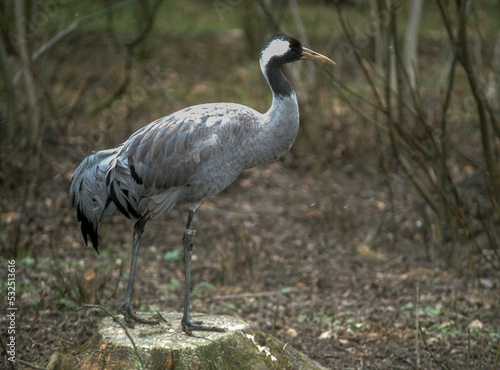 Grue cendrée,.Grus grus, Common Crane