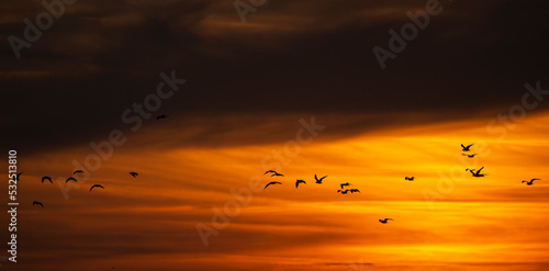 coucher de soleil, Mouette rieuse,.Chroicocephalus ridibundus, Black headed Gull