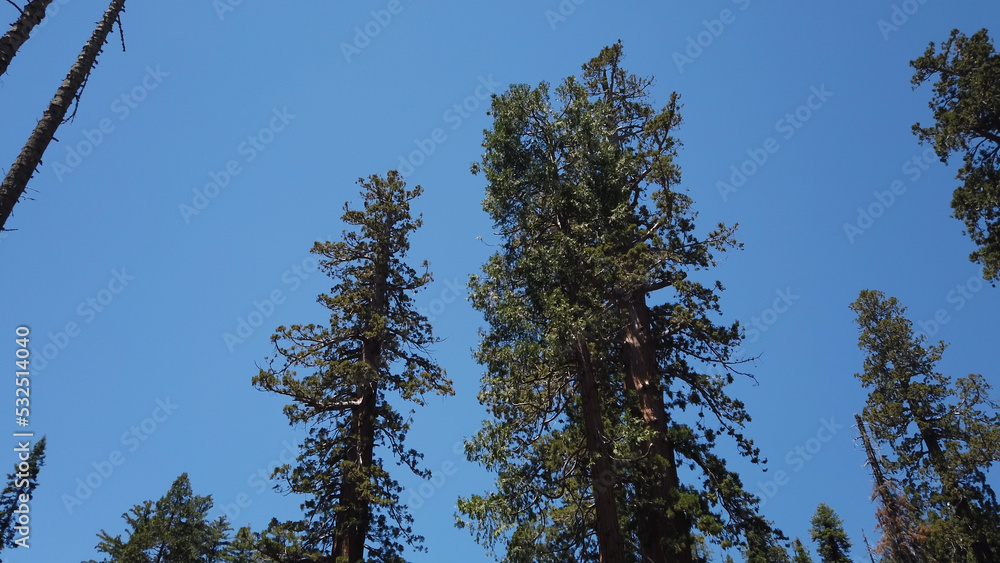 Obraz premium Giant sequoia trees in the Mariposa Grove of Giant Sequoias, a sequoia grove near Wavona, California, USA, in the southernmost part of Yosemite National Park.