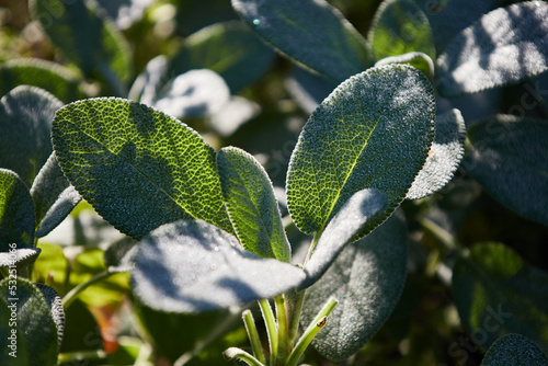 sage herbage leaves in sun photo