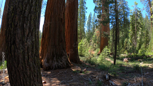 The Bachelor and Three Graces in Mariposa Grove of Giant Sequoias  Yosemite National Park  California  USA.