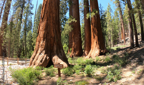 The Bachelor and Three Graces in Mariposa Grove of Giant Sequoias, Yosemite National Park, California, USA. photo