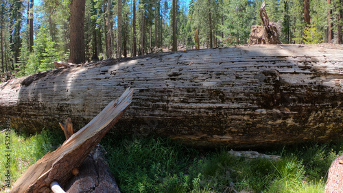 The Fallen Monarch: A tree that fell more than 300 years ago at Mariposa Grove of Giant Sequoias, a sequoia grove near Wavona, California, USA, in the southernmost part of Yosemite National Park. photo