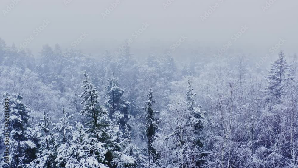 Aerial view of winter forest with snow. Flight over a misty winter forest. Aerial view of winter forest with snow. Flight over a misty winter forest.