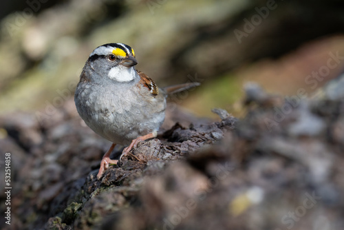 A White-throated sparrow perches on a log while foraging for a meal at Ashbridges Bay Park in Toronto, Ontario. photo