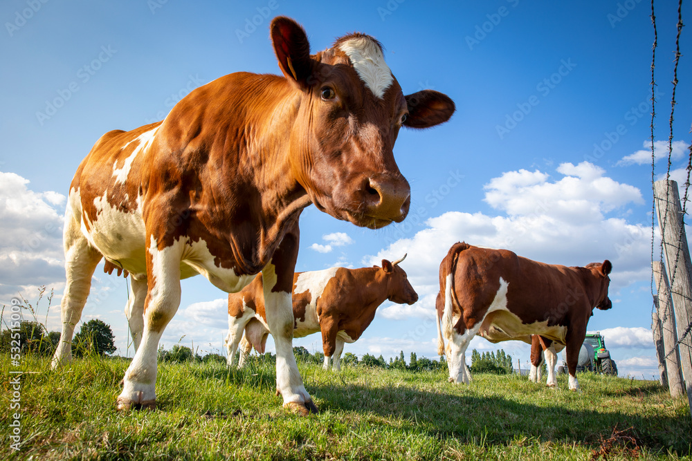 Troupeau de vache laitière en campagne de race Rouge des Prés. Stock ...