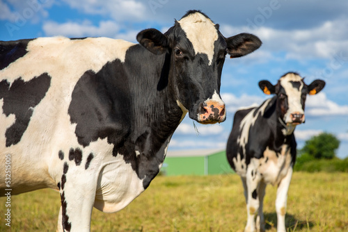 Troupeau de vache laiti  re dans la campagne au printemps.