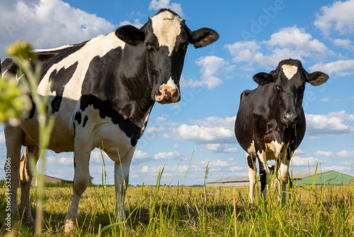 Vache laitière dans l campagne au printemps en pleine nature.