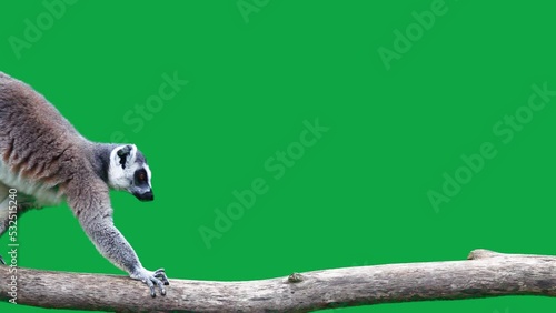 ring tailed lemur slowly walking on a log on a green screen. slow motion