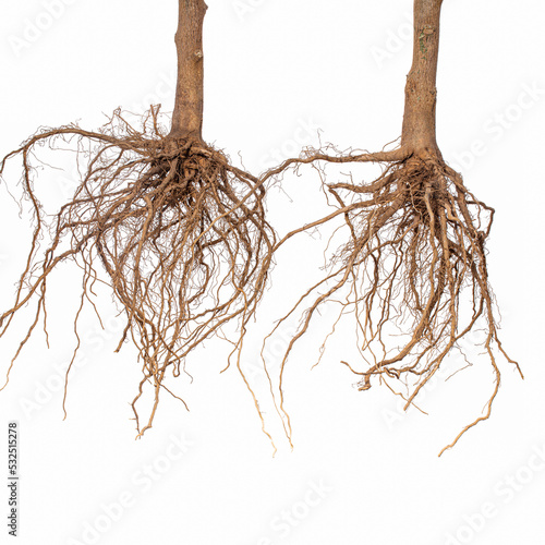 Tree root.Tree stump.Roots of tree isolated on white background
