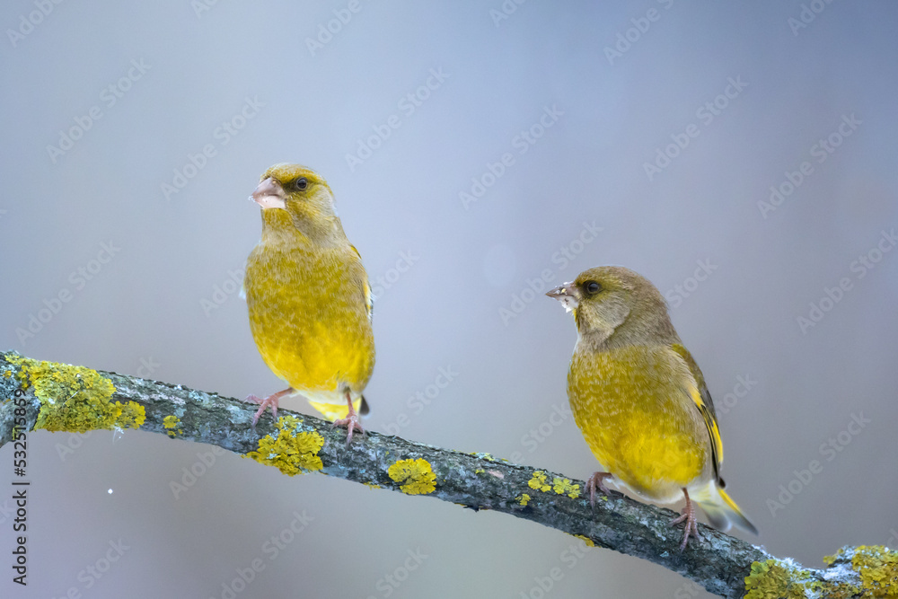 Obraz premium European greenfinch (Chloris chloris) or common greenfinch songbird winter time blue background