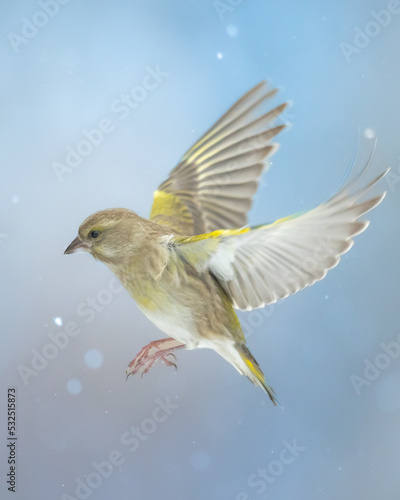 flying European greenfinch (Chloris chloris) or common greenfinch songbird winter time blue background © Marcin Perkowski