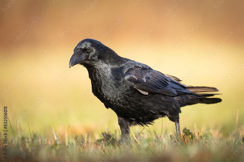 Bird beautiful raven ( Corvus corax ) North Poland Europe Bird beautiful raven ( Corvus corax ) North Poland Europe