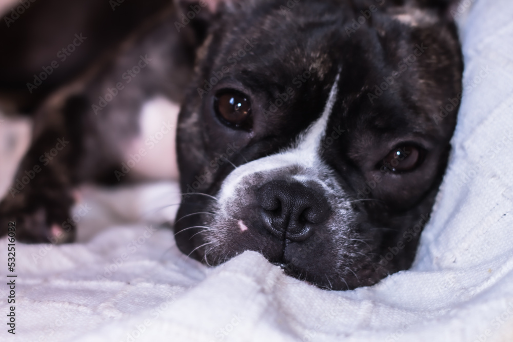 French Bulldog face lying on a blanket.