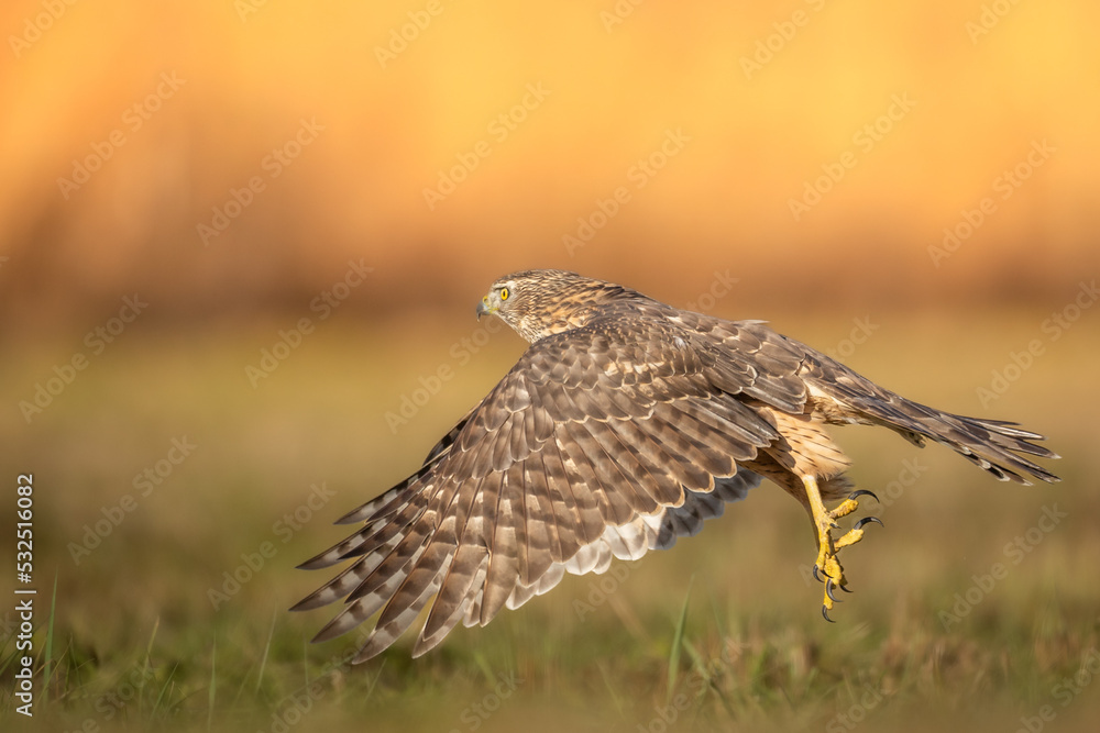 Fototapeta premium Birds of prey Goshawk Accipiter gentilis juvenile bird hunting time Poland Europe bird starting to fly