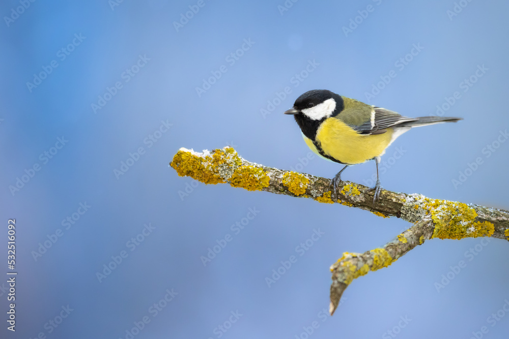 Fototapeta premium Colorful great tit ( Parus major ) perched on a tree trunk, photographed in horizontal, winter time, amazing winter blue background