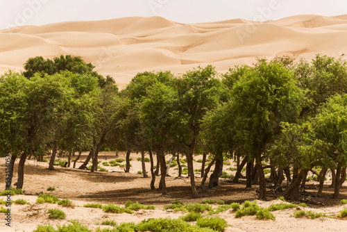 Wahiba sand desert in Oman photo