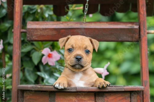 Staffordshire bull terrier, wonderful puppies from professional breeding of purebred dogs in Poland. photo