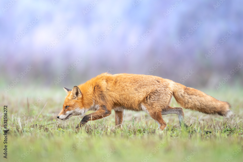 Fox (Vulpes vulpes) in autumn scenery, Poland Europe, animal walking among autumn meadow in amazing warm light Fox (Vulpes vulpes) in autumn scenery, Poland Europe, animal walking among autumn meadow in amazing warm light