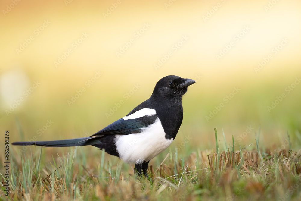 The Eurasian Magpie or Common Magpie or Pica pica is sitting on the branch with colorful background The Eurasian Magpie or Common Magpie or Pica pica is sitting on the branch with colorful background