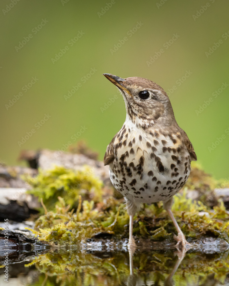 Fototapeta premium Song Trush Turdus philomelos on the forest puddle amazing warm light sunset sundown