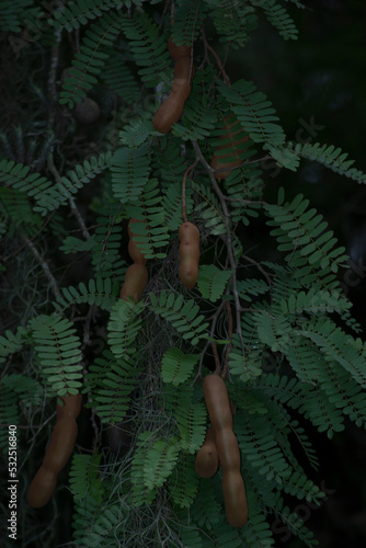 Ripe fruits, leaves and branches of the tamarind tree (Tamarindus indica), cultivated in Brazil. photo