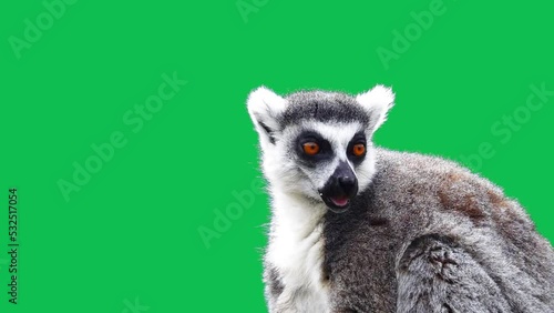 ring tailed lemur opens its mouth and shows me on a green screen. slow motion