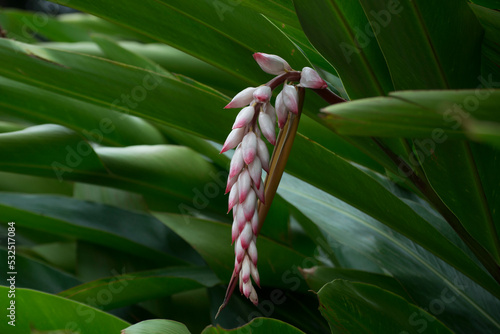 Flower in the form of pink bulbs of Shell Ginger (Alpinia Zerumbet) growing, in the background the leaves of the plant.