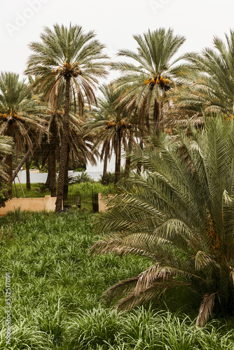 palm trees in Oman