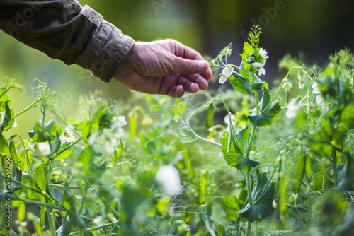 Farmer's hand touches agricultural crops close up. Growing vegetables in the garden. Harvest care and maintenance. Environmentally friendly products