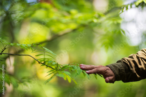 The human hand touches a tree branch with foliage. Caring for the environment. The ecology the concept of saving the world and love nature by human.