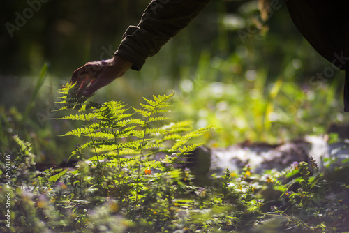 A man's hand touches a fern in the forest. Caring for the environment. The ecology the concept of saving the world and love nature by human