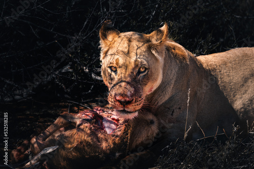 lioness eating a freshly hunted oryx antelope and looking directly into the camera