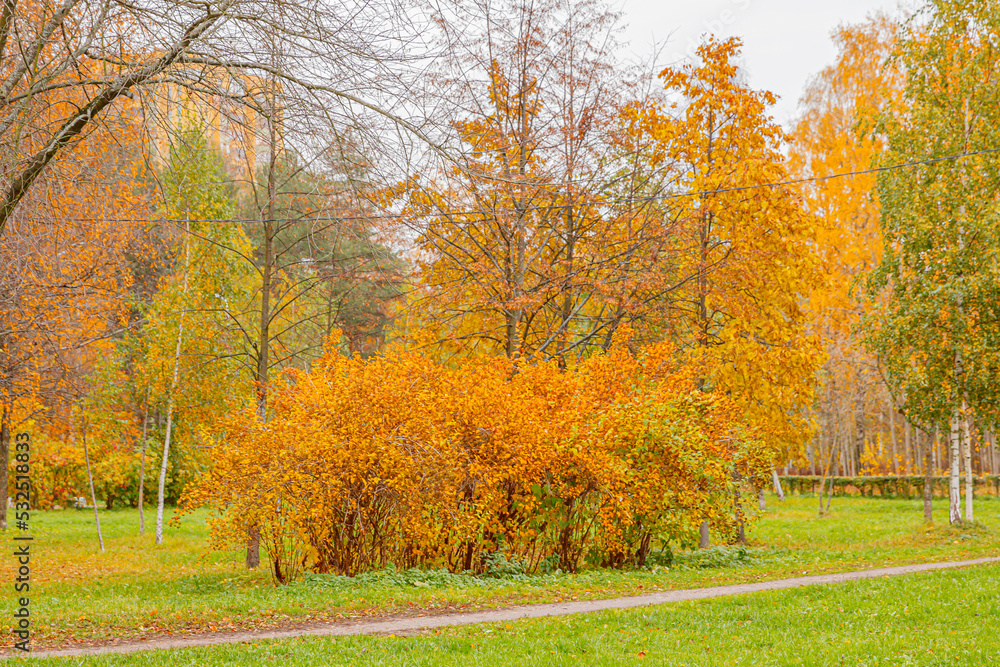 Obraz premium Natural autumn fall view of trees with yellow orange leaf in forest or park. Trees with colorful foliage during autumn season. Inspirational nature in october or september. Change of seasons concept