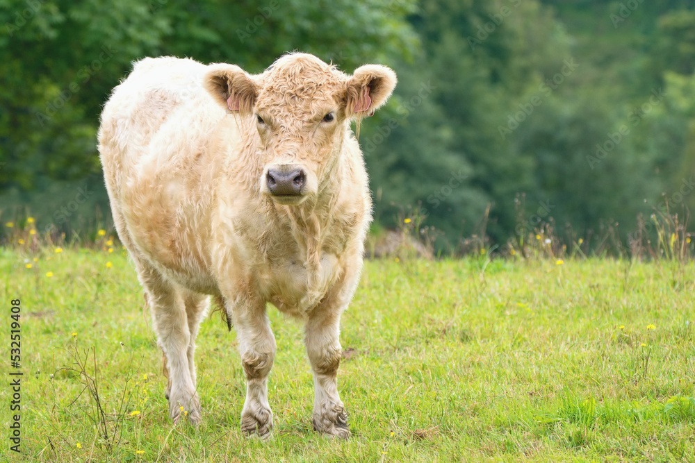 Cow - the Galloway cattle a Scottish breed of beef cattle, named after the Galloway region of Scotland Cow - the Galloway cattle a Scottish breed of beef cattle, named after the Galloway region of Scotland